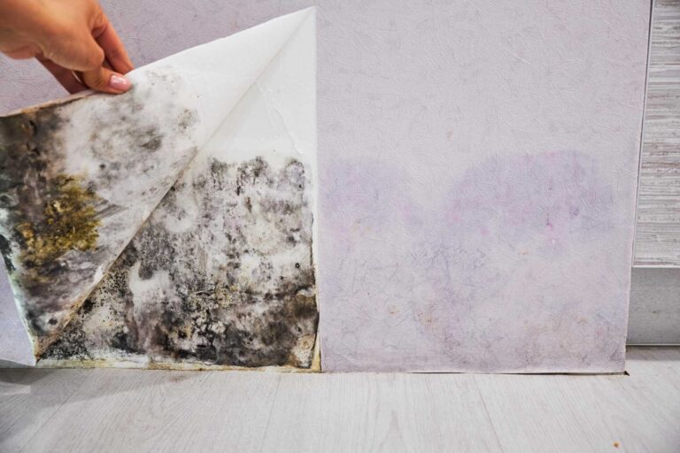 3 Best Emergency Mold Removal Techniques for Homeowners