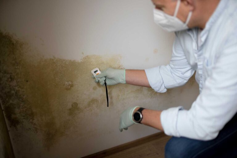 Proven Mold Removal Strategies for Homes