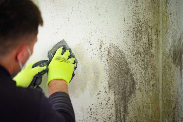 Mastering Mold Remediation: A How-To Guide