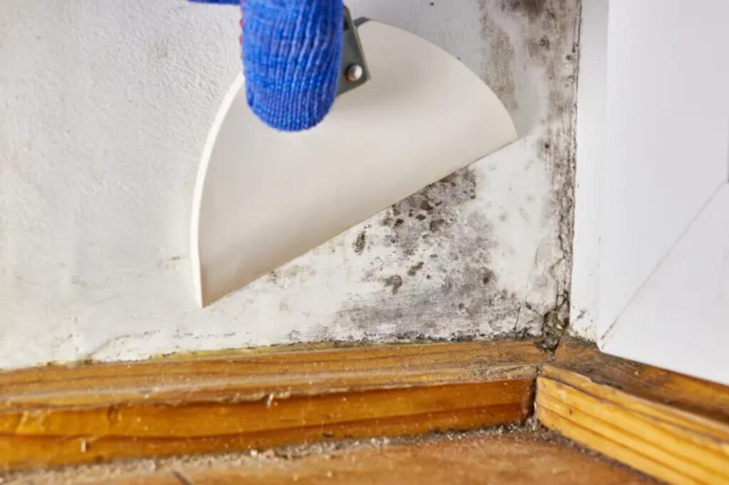 top-tips-for-mold-prevention-after-flooding